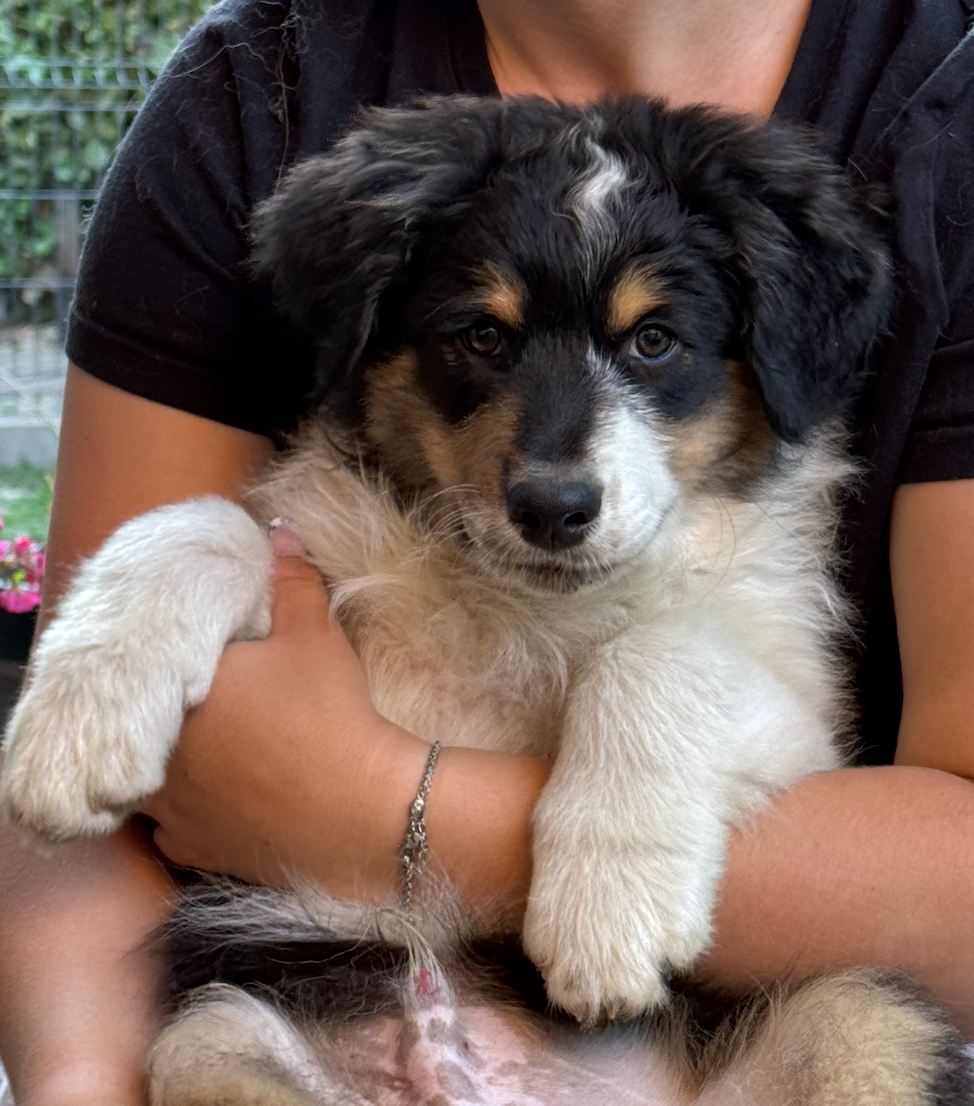 La Ferme Daudergnies - Chiots disponibles - Berger Australien