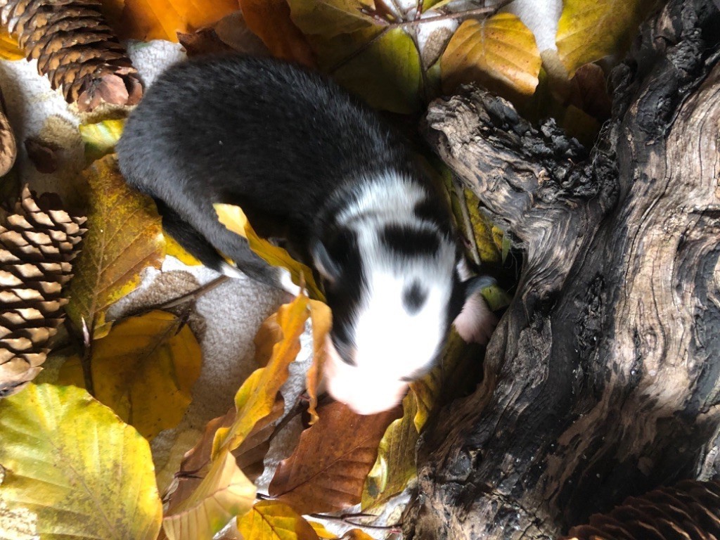 La Ferme Daudergnies - Berger Australien - Portée née le 17/11/2019